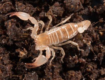 Media type: image; Invertebrate Zoology 46988
